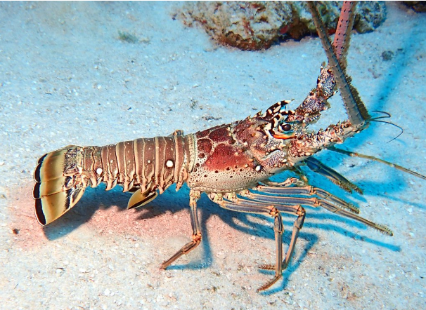 Why Florida Has Lobster Seasons and Bag Limits