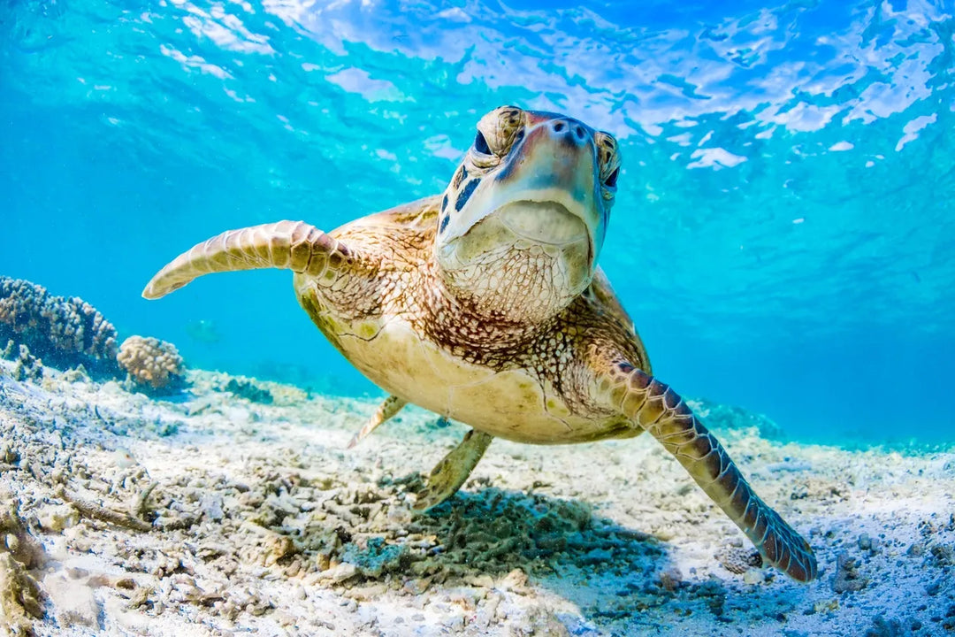 Effects of Suntan Lotions on Sea Life in Florida