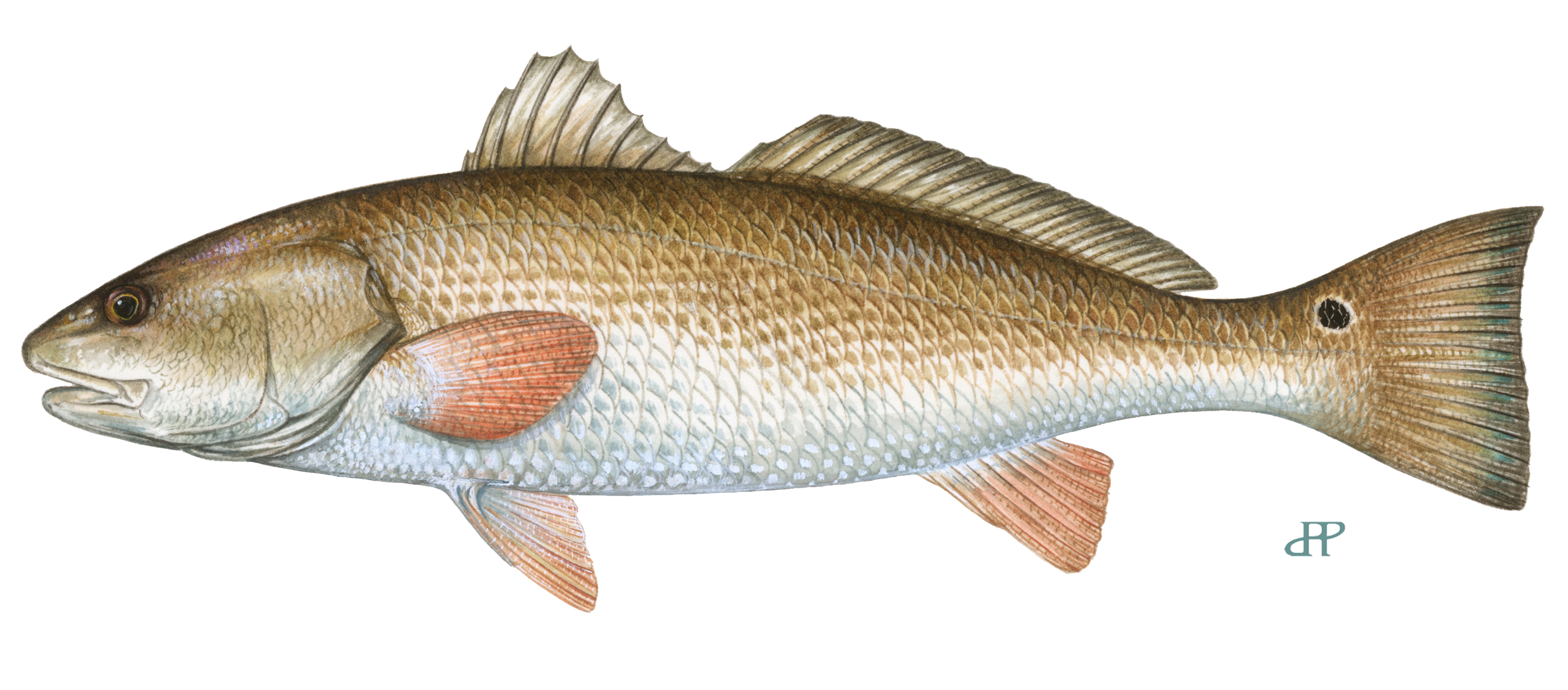 Redfish Collection – Bag Limit Clothing