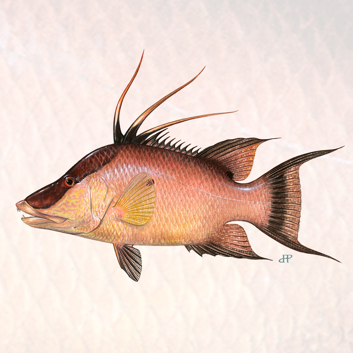 Hogfish Collection