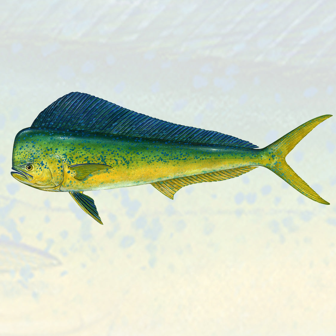 Mahi Mahi Collection