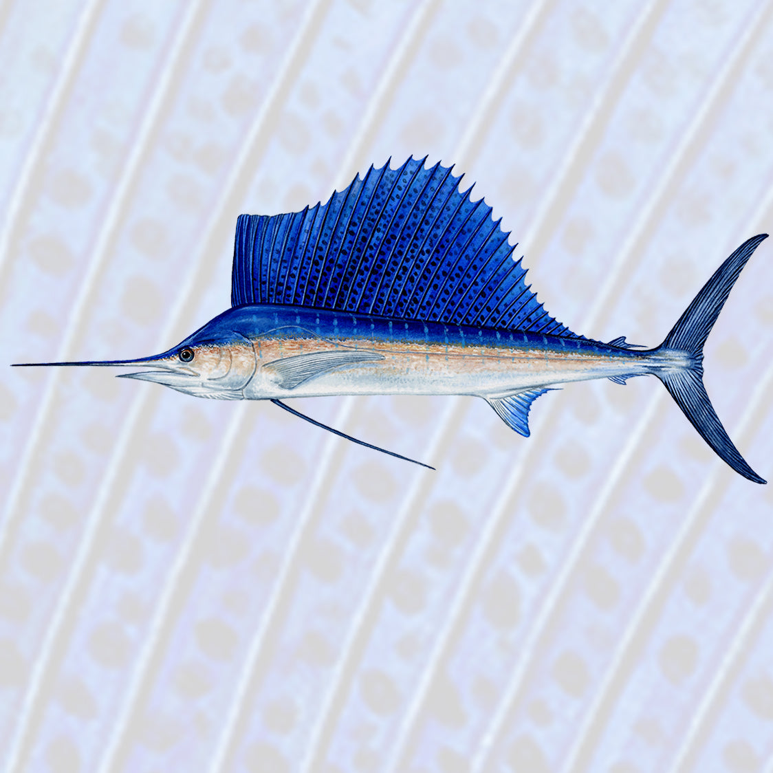 Sailfish Collection