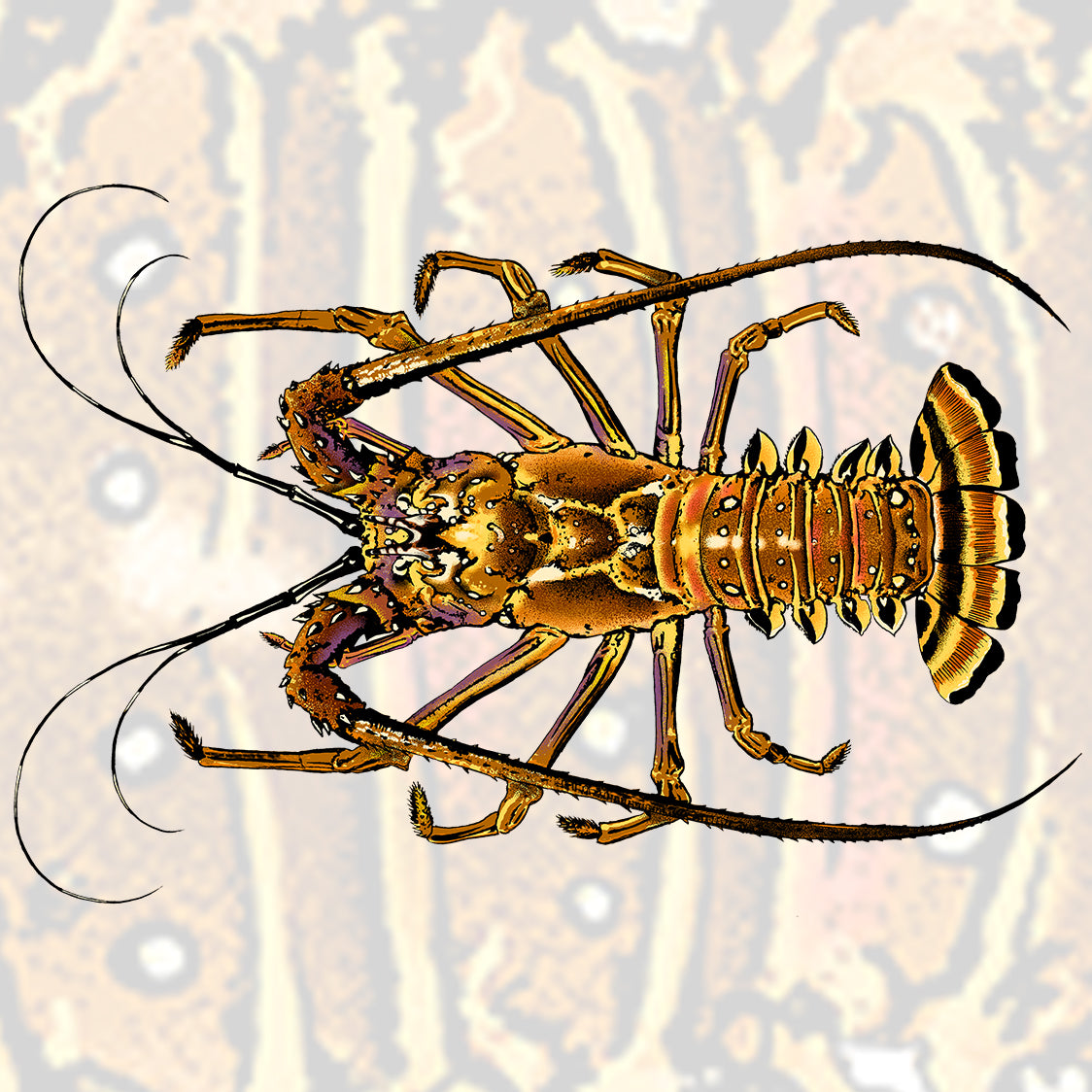 Spiny Lobster Collection