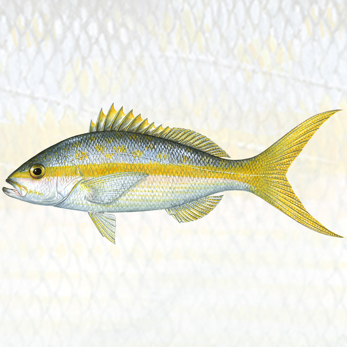 Yellowtail Snapper Collection